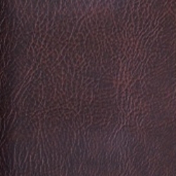 Bison