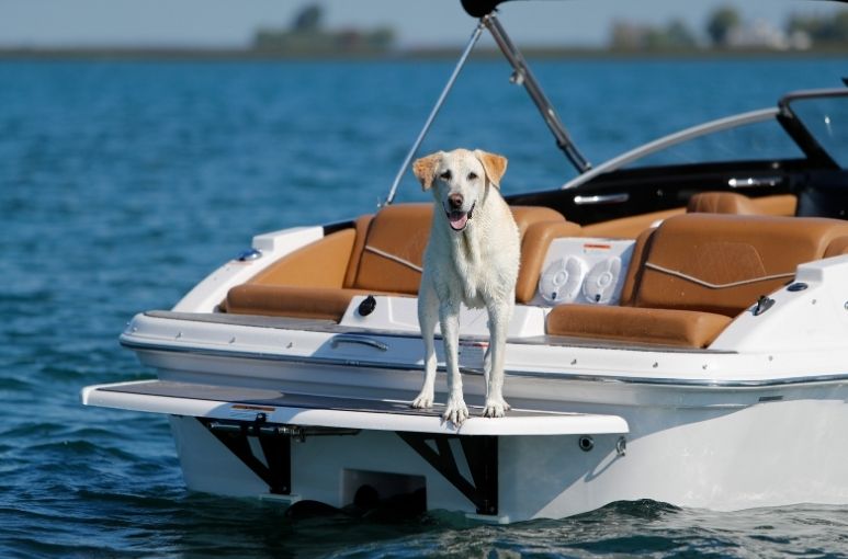 A Beginner’s Guide To Boating With Pets